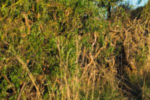 Begrünung im Steigerwald.Trail