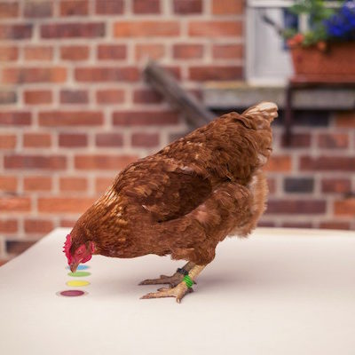 Tiertrainerausbildung durch Hühnerseminare Tiertrainerausbildung durch Hühnerseminare