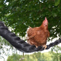 Steigerwald.Training tiergerecht Steigerwald.Training tiergerecht