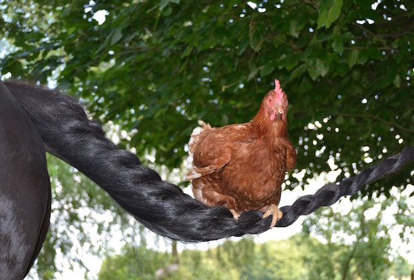 Steigerwald.Training tiergerecht