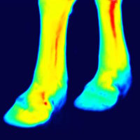 thermography of front legs after the training session
