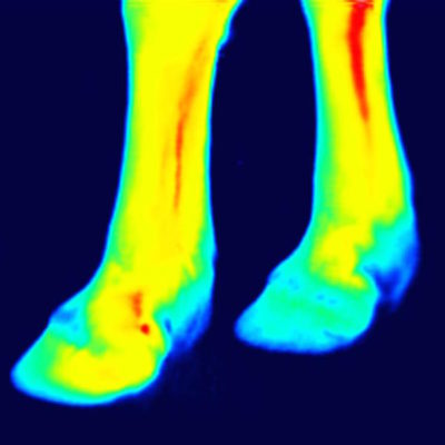 thermography of front legs after the training session