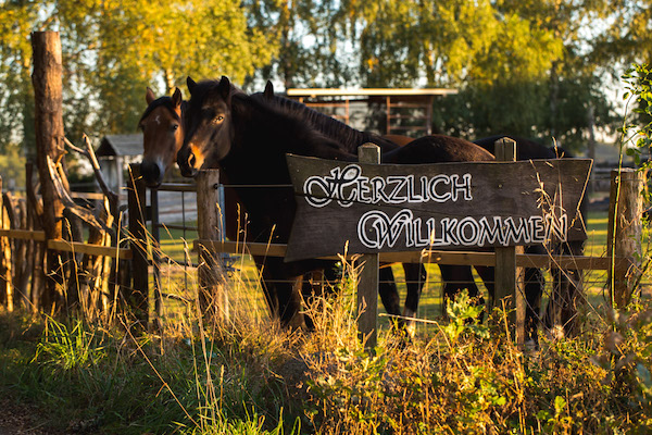 welcome to Steigerwald.T