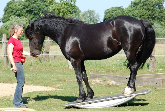 Frieda auf der Edelstahl-Ganzkörperwippe