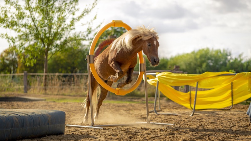 Sprung beim True Horse Agility