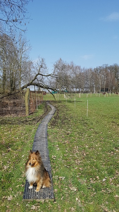 dog at the new trail