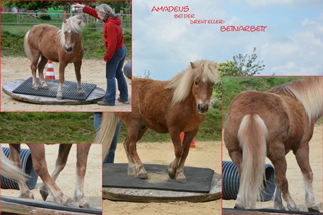Amadeus bei der Drehtellerbeiarbeit