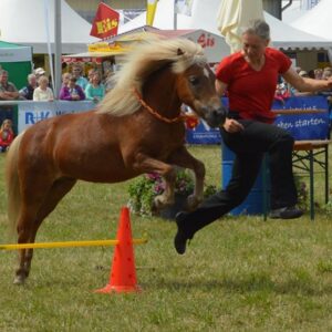 Amadeus at an event in Verden 2015 Amadeus at an event in Verden 2015