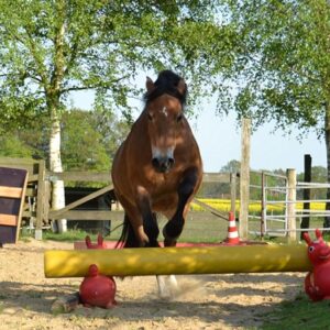True Horse Agility jumping pony True Horse Agility jumping pony
