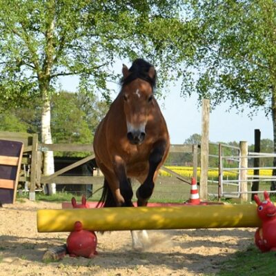 True Horse Agility jumping pony True Horse Agility jumping pony
