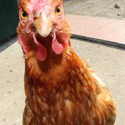 Chicken Camp for Beginners Chicken Camp for Beginners