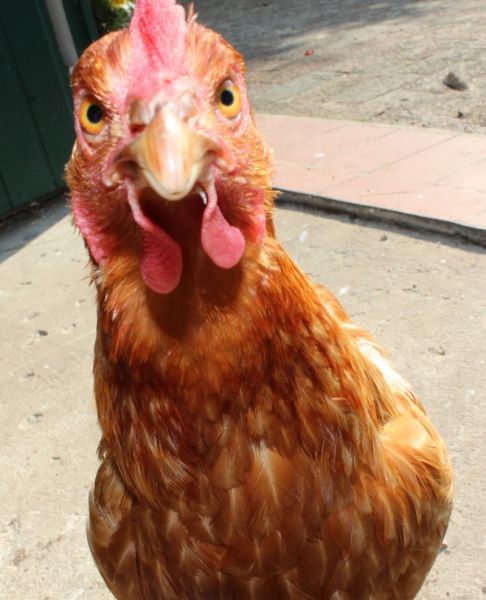 Einsteigerseminar Hühnerclickern