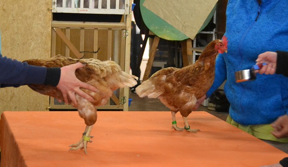 Hühnereinsteigerseminar