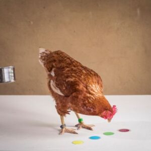 Chicken Camp module 1 Chicken Camp module 1