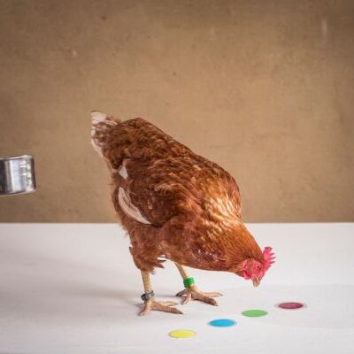 Chicken Camp module 1 Chicken Camp module 1