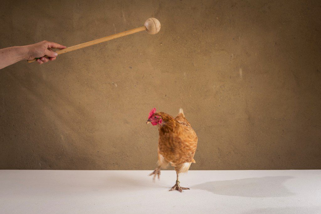 Hühnerseminar Modul 3