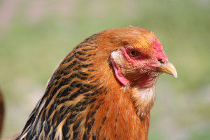 Hühnerseminare im Norden