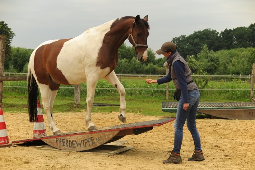 Intensivtage Pferdeclickern