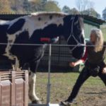 Training animal friendly