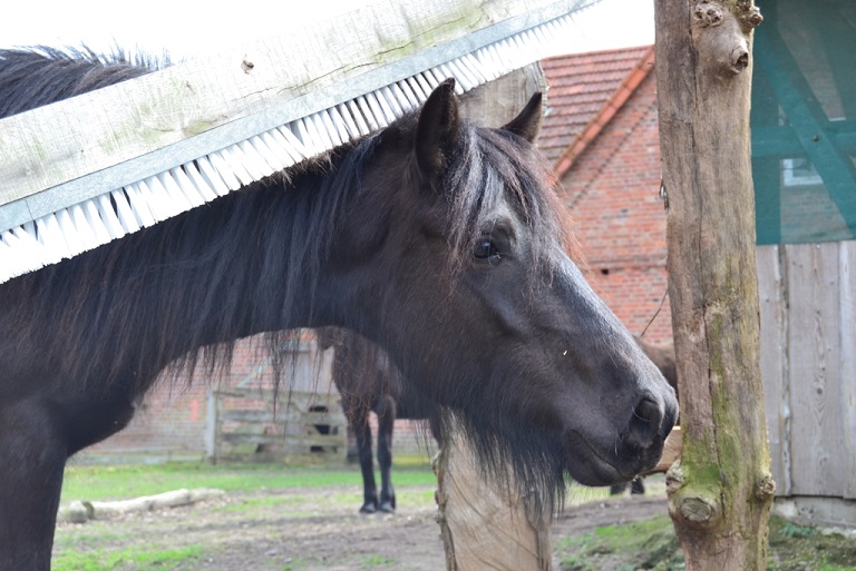 Frieda streckt ihren Kopf zwischen der Schubberbürste