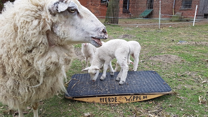 Batos kleine Lämmer machen es sich bequem