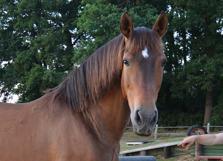 Marengo auf Hof Steigerwald