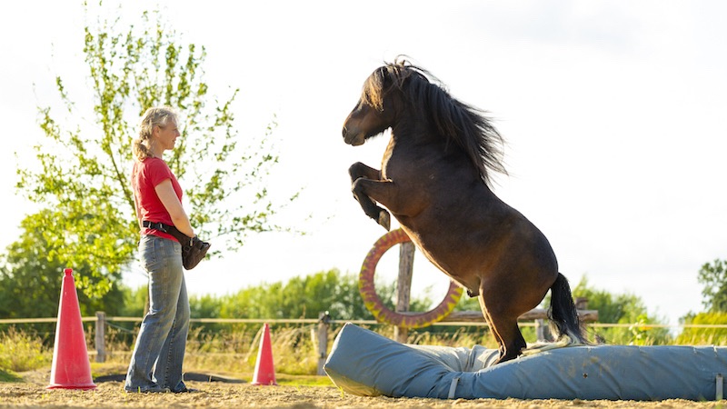 Mattentraining beim True Horse Agility