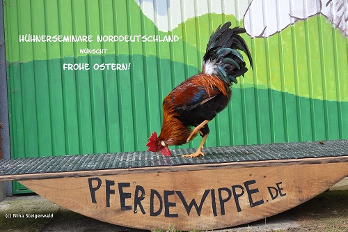 Hahn Hasso auf der Pferdewippe