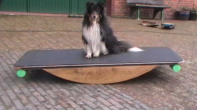 Hund Einstein auf einer Ganzkörperwippe
