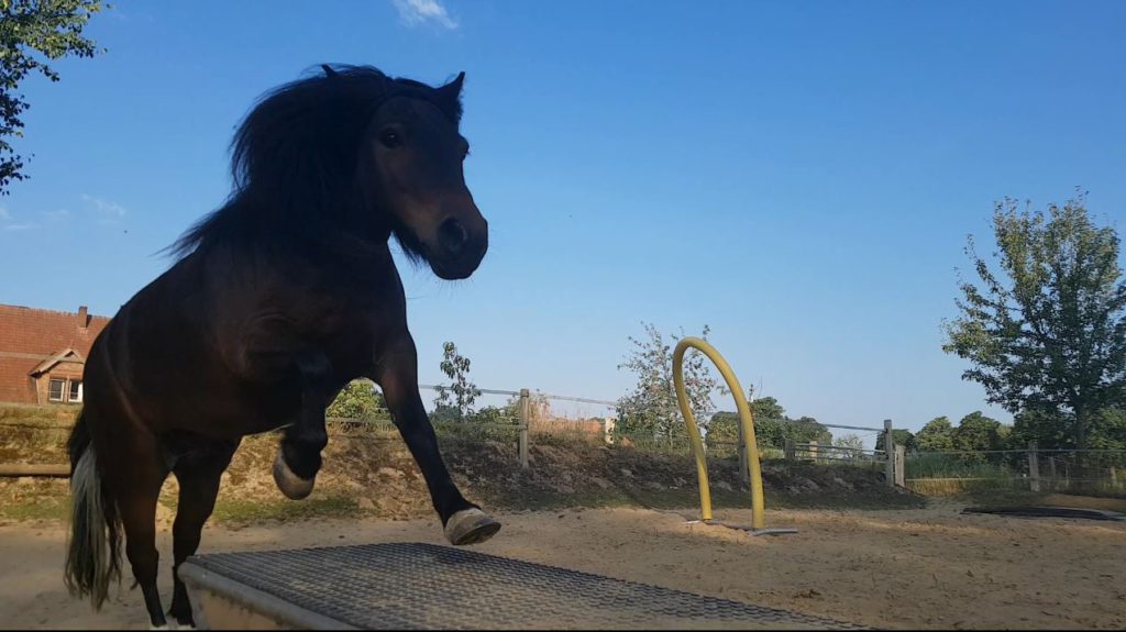 Wolfgang Aufgang Wippe