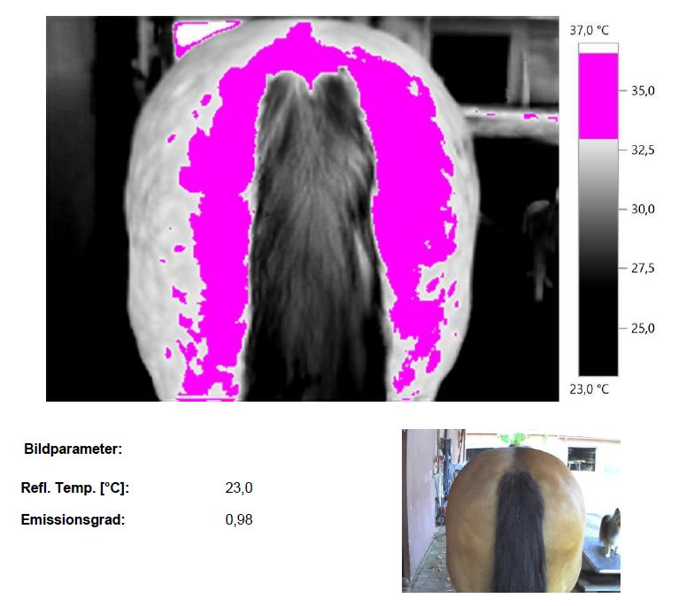 Freyas thermografisches Bild