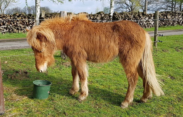 Heri bei seiner Ankuft