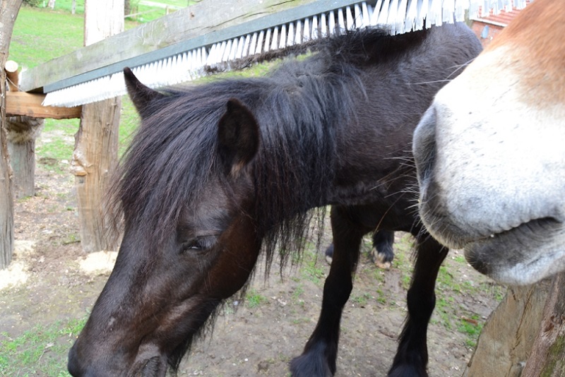 Frieda findet die neue "Kratzvorrichtung" richtig klasse!