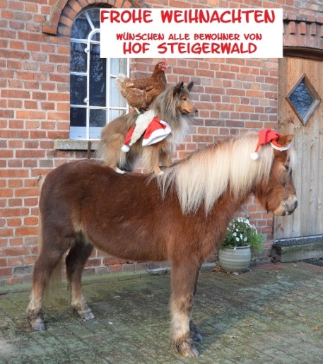 Ein Hund sitz auf einem Pferd und auf diesem Hund sitz ein Huhn