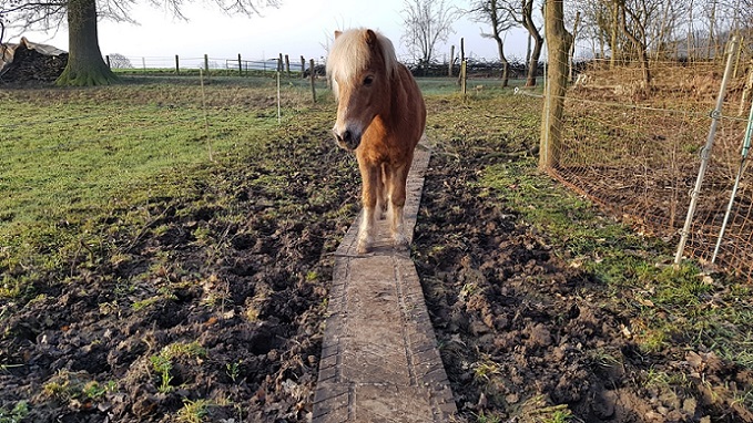 pony at the new trail