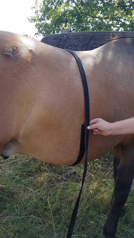 Marengos Bauch und die überflüssigen Pfunde