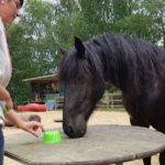 Trainingsspezialist Pferd Modul 5Trainingsspezialist Pferd Modul 5