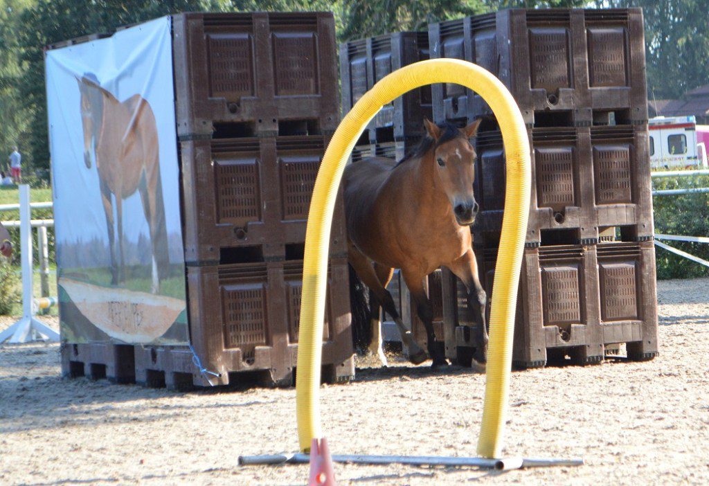 Freya trabt durch den Tunnel