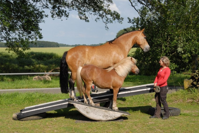 Amadeus und Freya auf zwei Wippen