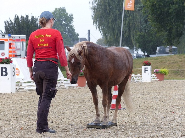 Amadeus auf der Zweibeinwippe im Regen