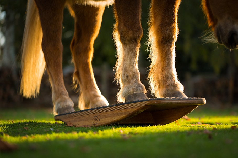Pony Amadeus auf der Zweibeinwippe