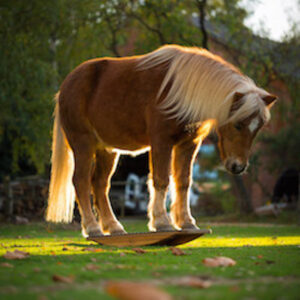 Amadeus on the horse rocker Amadeus on the horse rocker