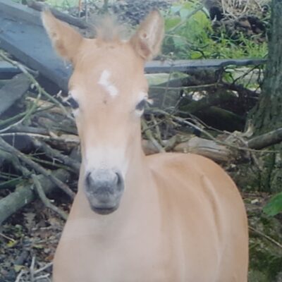 Freya as foal Freya as foal