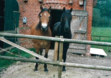 Freya und Frieda in ihrer Jungpferde-WG