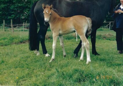 Freya als Fohlen mit ihrer Mutter Jule