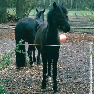 Frieda as foal Frieda as foal