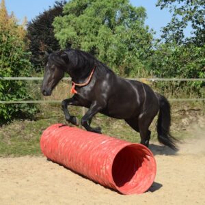 Frieda is jumping Frieda is jumping