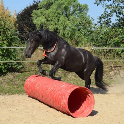 Frieda is jumping Frieda is jumping