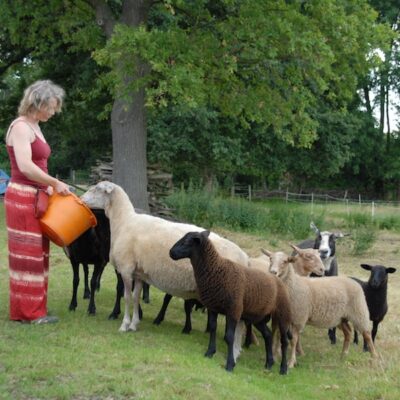 Nina is feeding the sheep Nina is feeding the sheep