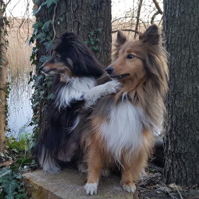 The shelties Einstein and Jupiter The shelties Einstein and Jupiter